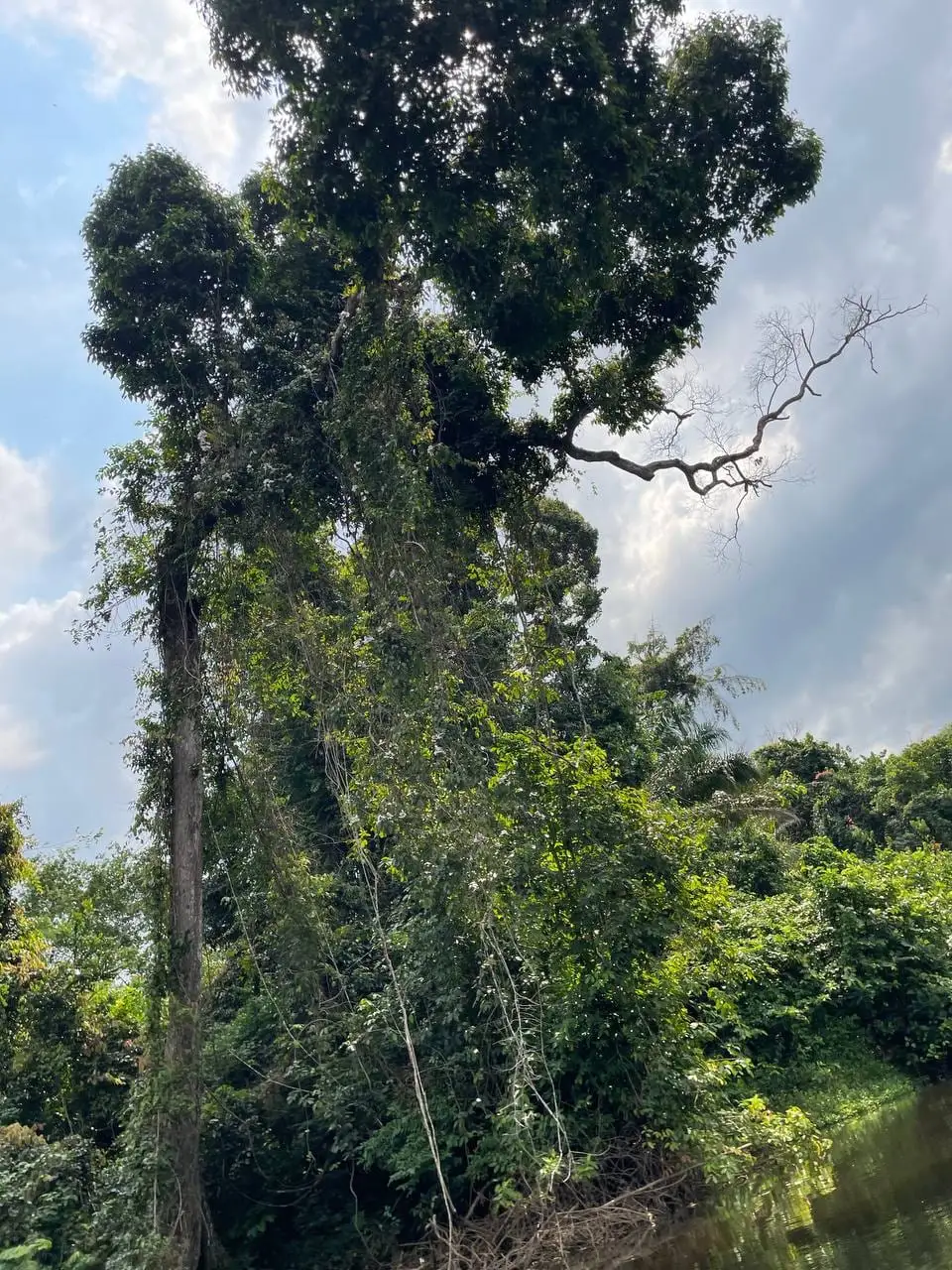 Un grand arbre de la forêt, au bord de la rivière