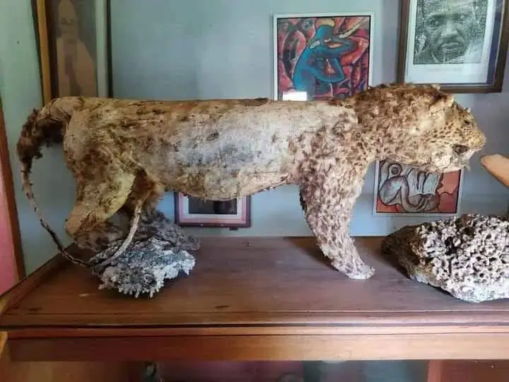 Un léopard naturalisé exposé devant des peintures