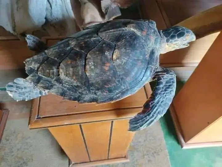 Une tortue marine naturalisée posée sur un socle en bois