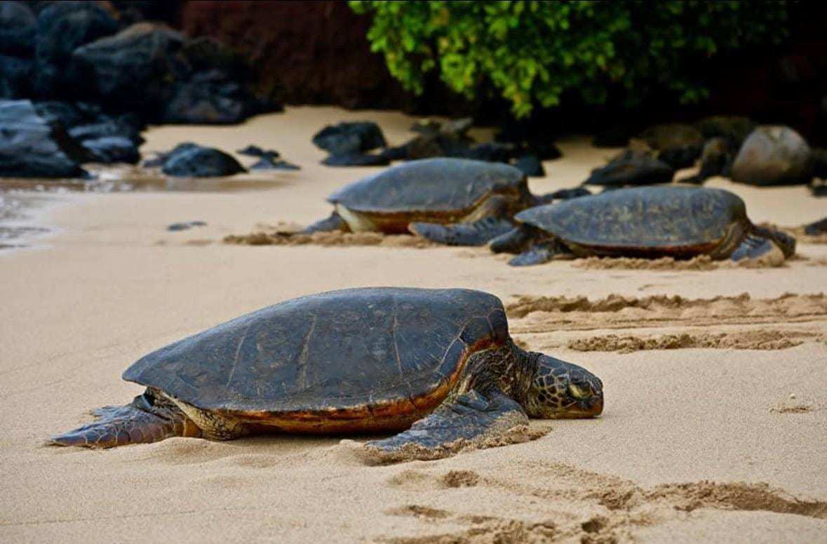 Trois tortues marines au repos sur une plage de sable