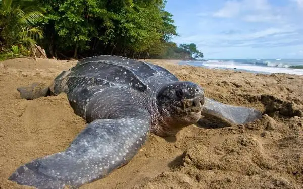 Une tortue luth sur le sable, au pied de la forêt, l'océan en fond